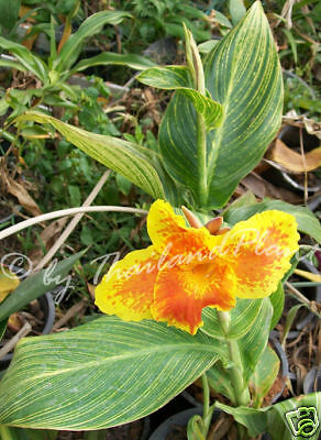 ### Rhizome CANNA PRETORIA Variegated Plant + ...