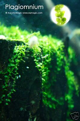 Pearl Moss- Live Plant for Glass Aquarium ...