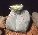 1000 ASTROPHYTUM MYRIOSTIGMA QUADRICOSTATUM seeds  