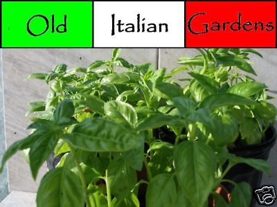 500 Italian Basil Seeds 1.00 Low Flat Rate Shipping  