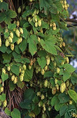 Humulus lupulus HOPS VINE Unique SEEDS  