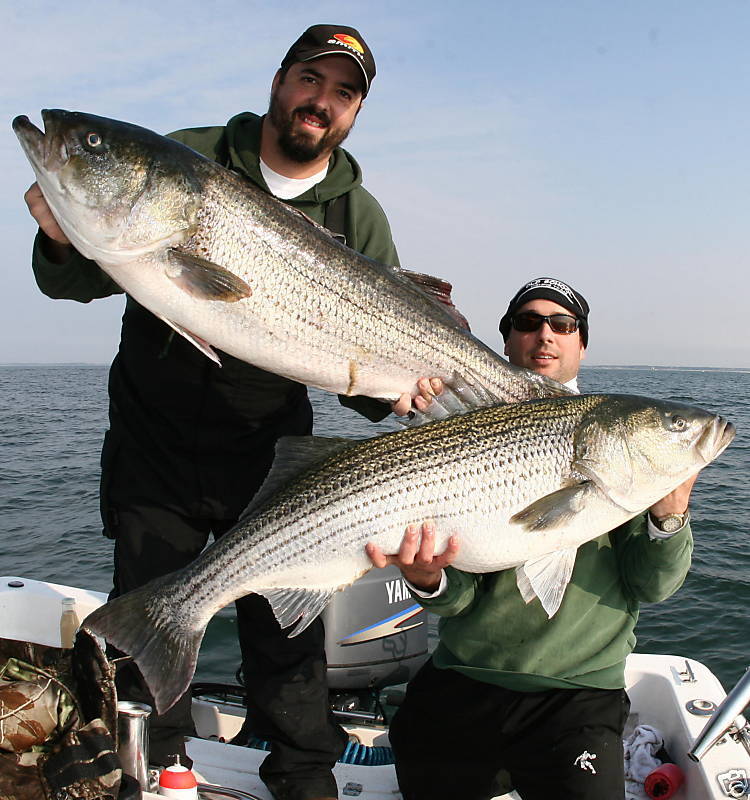 Team Old School, striper baits rigs items in Cow Catcher Umbrella Rigs 