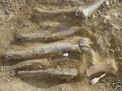 Fossil Dinosaur Summer Dig Trips   Schedule Now 2012  