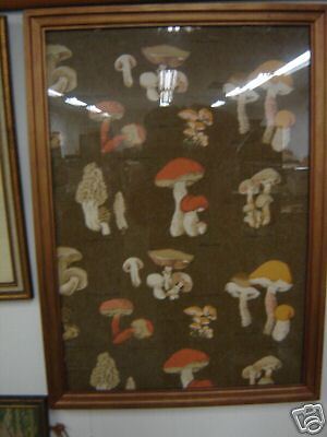 MOREL MUSHROOM & OTHER TYPE MUSHROOM PAINTING PRINT  